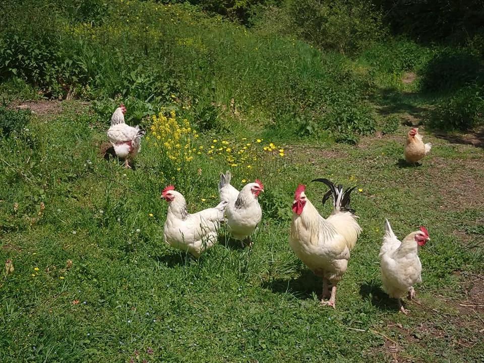 Clan Boucheron Louroux-Bourbonnais Eksteriør billede